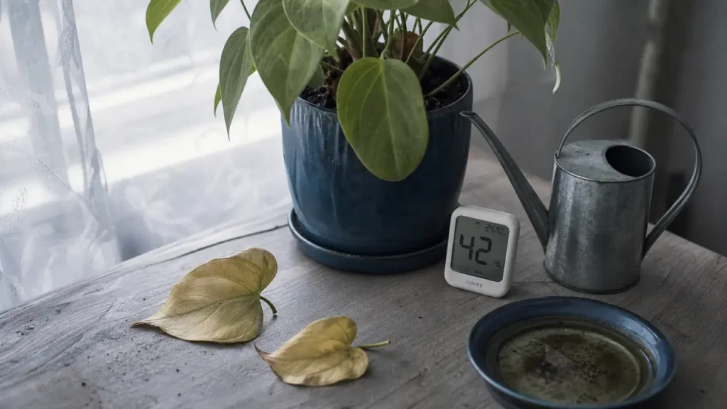 Feuille jaunissent : plante d’intérieur, arrosage et lumière en cause