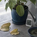 Feuille jaunissent : plante d’intérieur, arrosage et lumière en cause