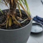 Photo de yucca malade : feuilles jaunes, taches noires et pourriture des racines