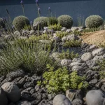 Plantes méditerranéennes sans arrosage en rocaille au soleil