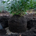 Quand planter un camelia : motte fraîchement plantée en automne ou printemps