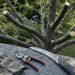 Tailler un cerisier adulte : outils de taille et coupe sur cerisier éclairci