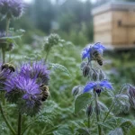 Plantes mellifere : phacélie et bourrache en fleurs, abeilles sauvages