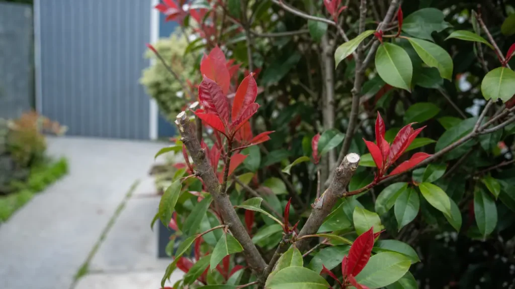 Quand tailler les photinia : coupe après floraison, jeunes feuilles rouges, haie nette