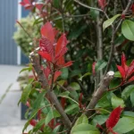 Quand tailler les photinia : coupe après floraison, jeunes feuilles rouges, haie nette